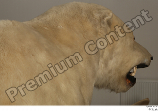 Polar bear head neck 0001.jpg